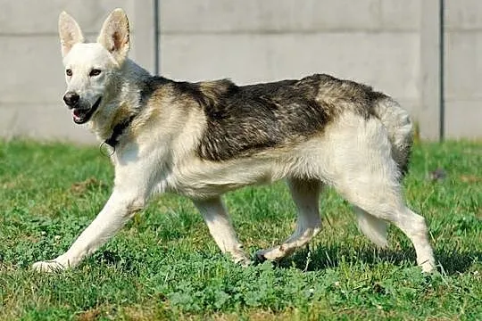 Codi młody, nieśmiały husky mix owczarek ADOPCJA