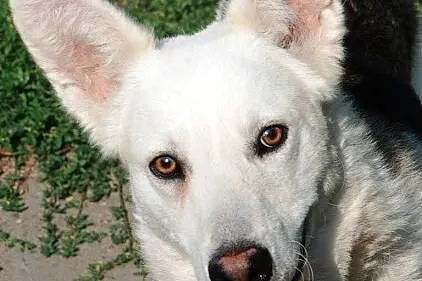 Codi młody, nieśmiały husky mix owczarek ADOPCJA