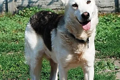 Codi młody, nieśmiały husky mix owczarek ADOPCJA