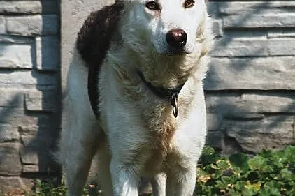 Codi młody, nieśmiały husky mix owczarek ADOPCJA