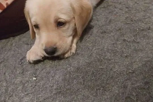Labrador retriever, Wielkopolskie, Słupca