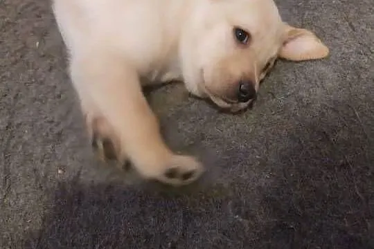Labrador retriever, Wielkopolskie, Słupca