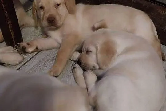 Labrador retriever, Wielkopolskie, Słupca