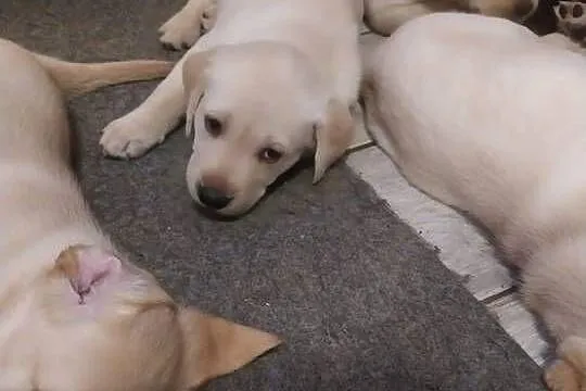 Labrador retriever, Wielkopolskie, Słupca