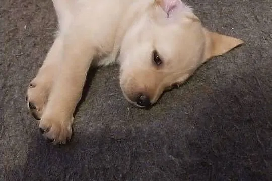 Labrador retriever, Wielkopolskie, Słupca