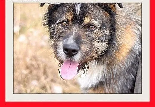 DORIAN,duży,łagodny,szorstkowłosy,wesoły pies.ADOP