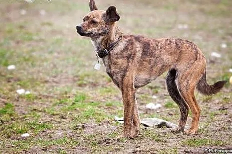 Pela, roczna delikatna sunia,  mazowieckie Radom