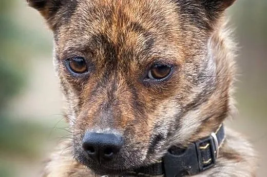 Pela, roczna delikatna sunia,  mazowieckie Radom