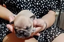 Buldog Francuski szczeniaki!!