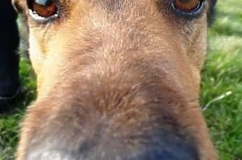 Oskar błaga o dom !!!,  śląskie Dąbrowa Górnicza