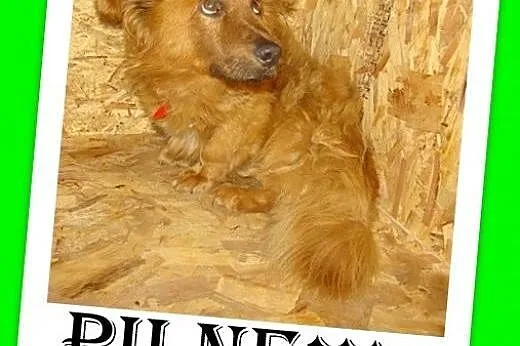 Przestraszony schroniskiem,mały 10 kg,łagodny,spokojny piesek RUDYSIO.Adopcja,  małopolskie Kraków
