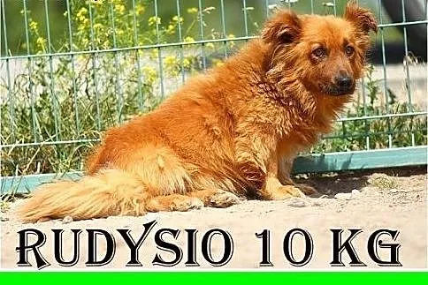 Przestraszony schroniskiem,mały 10 kg,łagodny,spok