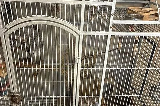 Para żako wraz z klatką, Warmińsko-mazurskie, Elbląg