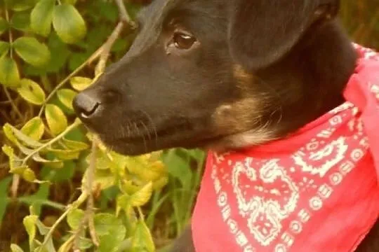 Staś uroczy szczeniaczek szuka domku na zawsze