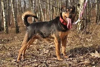 Synek - pies o sportowym usposobieniu,  śląskie Gl