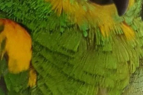 Ręcznie karmione papugi Amazonki Niebieskoczelne, Łódzkie, Łódź
