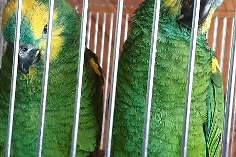 Ręcznie karmione papugi Amazonki Niebieskoczelne, Łódzkie, Łódź