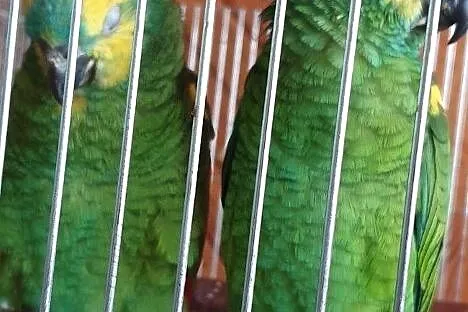 Ręcznie karmione papugi Amazonki Niebieskoczelne, Łódzkie, Łódź