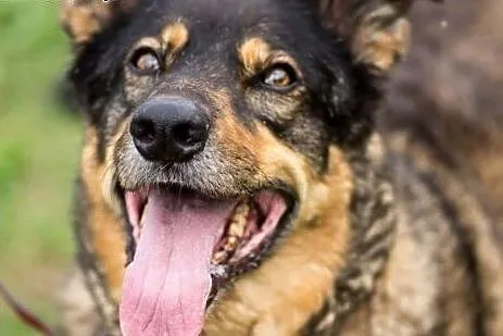 Cudowna, przyjazna Tekla, mix owczarek niemiecki adopcja,  Kundelki cała Polska