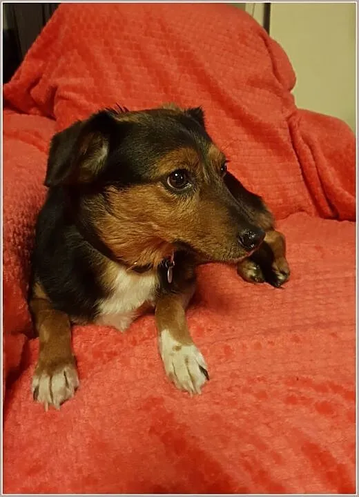Malutka 4 kg,młoda suczka FUNIA,grzeczna,spokojna,przytulaśna,sterylizowana.Adopcja., Śląskie, Katowice