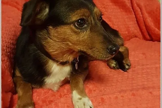 Malutka 4 kg,młoda suczka FUNIA,grzeczna,spokojna,przytulaśna,sterylizowana.Adopcja., Śląskie, Katowice