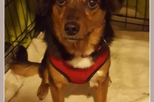 Malutka 4 kg,młoda suczka FUNIA,grzeczna,spokojna,przytulaśna,sterylizowana.Adopcja., Śląskie, Katowice