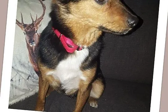 Malutka 4 kg,młoda suczka FUNIA,grzeczna,spokojna,przytulaśna,sterylizowana.Adopcja., Śląskie, Katowice