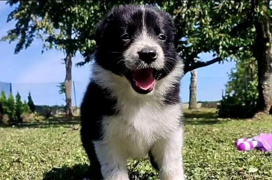 Rasowa i radosna suczka BORDER COLLIE - pełną dok. przebadani rodzice