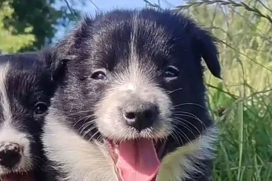 Rasowa i radosna suczka BORDER COLLIE - pełną dok. przebadani rodzice, Podkarpackie, Iwonicz