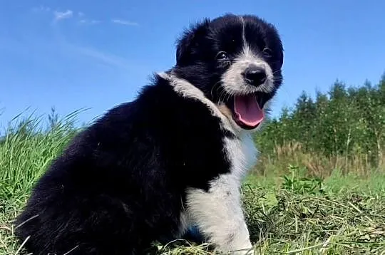 Rasowa i radosna suczka BORDER COLLIE - pełną dok. przebadani rodzice, Podkarpackie, Iwonicz
