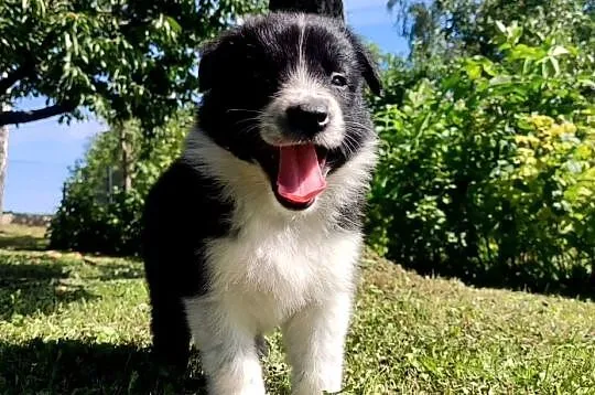 Rasowa i radosna suczka BORDER COLLIE - pełną dok. przebadani rodzice, Podkarpackie, Iwonicz
