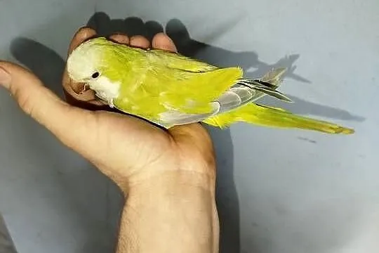 Samica mnich niziny 2.5 roku