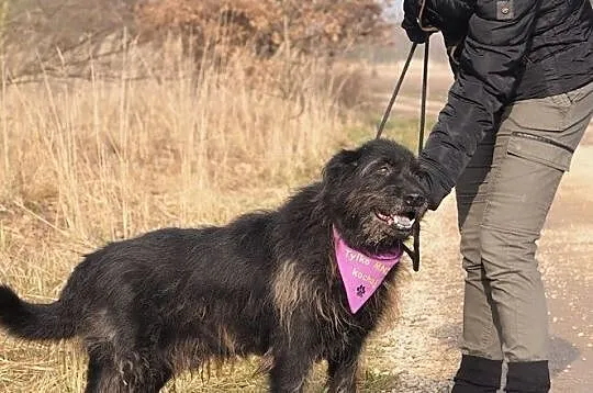 Boston-5-letni pies w typie sznaucera do adopcji!,, Częstochowa