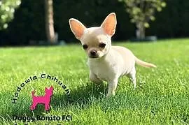 CHIHUAHUA, ZKwP FCI drobna dziewczynka krótkowłosa po Championach