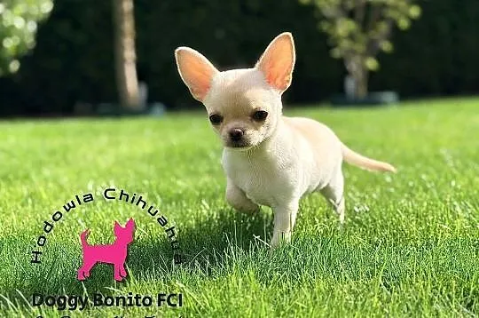 CHIHUAHUA, ZKwP FCI drobna dziewczynka krótkowłosa po Championach