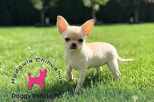 CHIHUAHUA, ZKwP FCI drobna dziewczynka krótkowłosa po Championach, Wielkopolskie, Gniezno