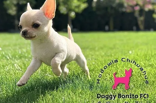 CHIHUAHUA, ZKwP FCI drobna dziewczynka krótkowłosa po Championach, Wielkopolskie, Gniezno
