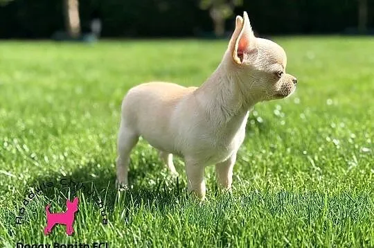 CHIHUAHUA, ZKwP FCI drobna dziewczynka krótkowłosa po Championach, Wielkopolskie, Gniezno