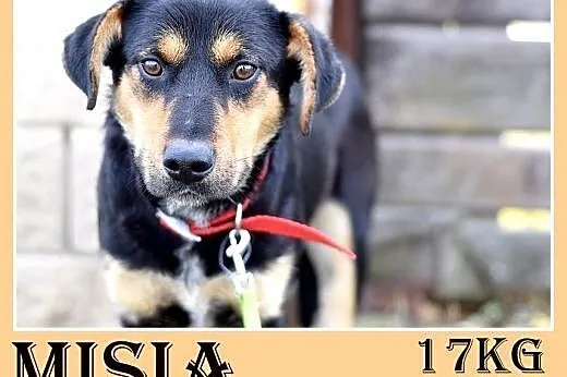 17kg,średnia,przyjazna,łagodna suczka MISIA.Adopcja,  dolnośląskie Wrocław