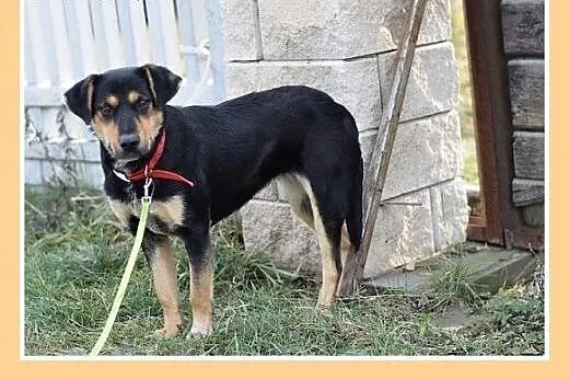 17kg,średnia,przyjazna,łagodna suczka MISIA.Adopcj