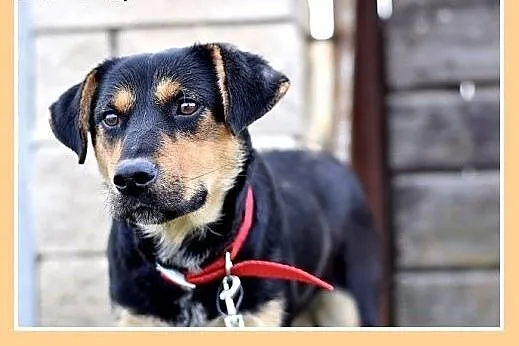 17kg,średnia,przyjazna,łagodna suczka MISIA.Adopcj