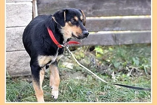 17kg,średnia,przyjazna,łagodna suczka MISIA.Adopcj