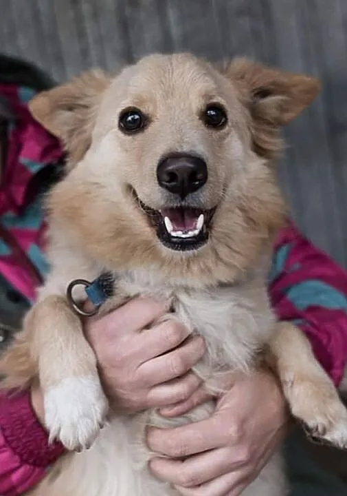 Reksio poleca się do adopcji, Łódzkie, Łódź