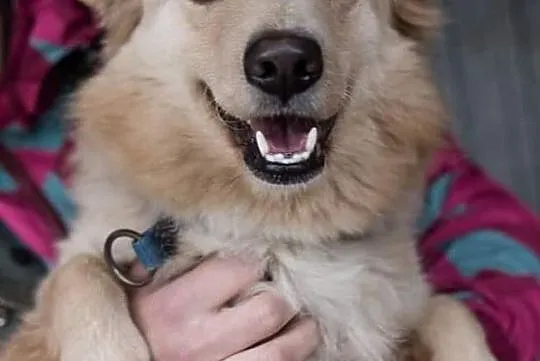 Reksio poleca się do adopcji, Łódzkie, Łódź
