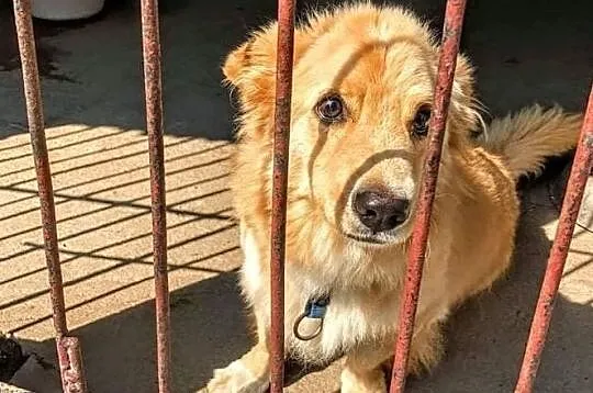 Reksio poleca się do adopcji, Łódzkie, Łódź