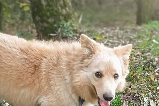 Reksio poleca się do adopcji, Łódzkie, Łódź