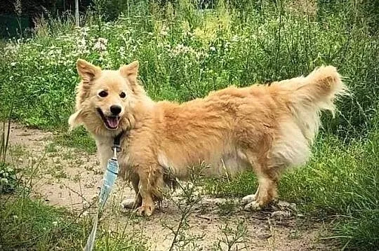 Reksio poleca się do adopcji, Łódzkie, Łódź
