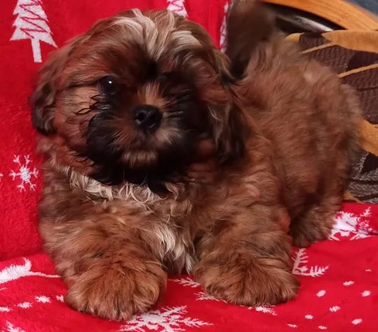 Shih Tzu piękny szczeniaczek po przebadanych rodzicach., , Bydgoszcz
