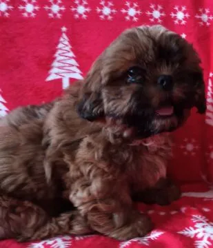 Shih Tzu piękny szczeniaczek po przebadanych rodzicach., , Bydgoszcz