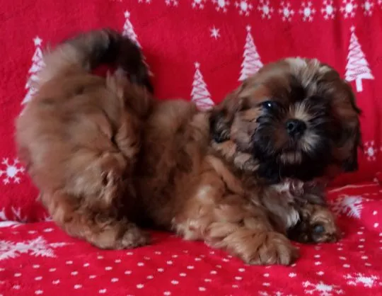 Shih Tzu piękny szczeniaczek po przebadanych rodzicach.